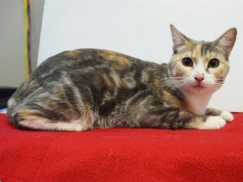 *AURORA - Domestic Short Hair available for adoption