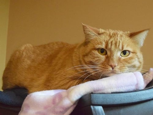 *RUBY - Domestic Short Hair available for adoption