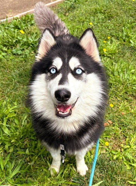 SKYLAR Image