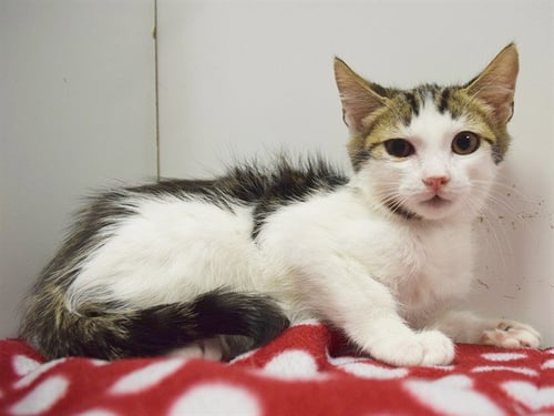 *FRANKIE - Domestic Short Hair for adoption in Elk Grove