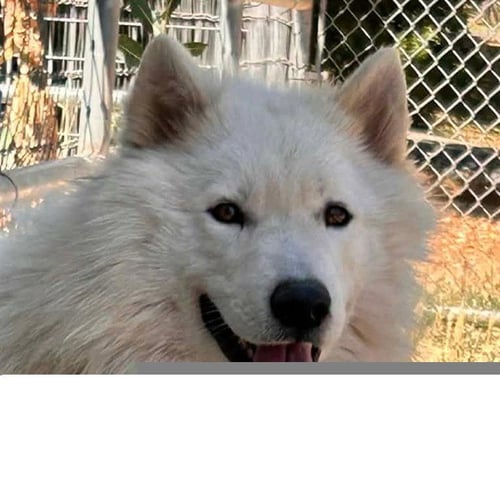 * FROSTED  FLAKES - Siberian Husky available for adoption