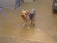 BENJI - Photo 1