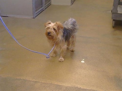 BENJI - Yorkshire Terrier Yorkie available for adoption
