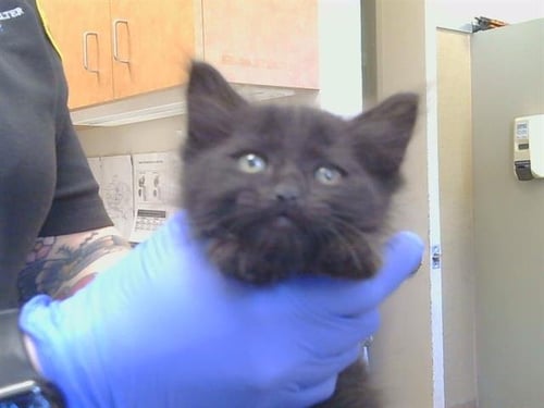 A928304 - Domestic Short Hair available for adoption