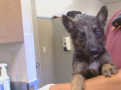 A925311 - German Shepherd Dog available for adoption