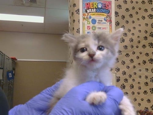 A927490 - Domestic Short Hair available for adoption