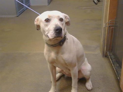 A925228 - Pit Bull Terrier available for adoption