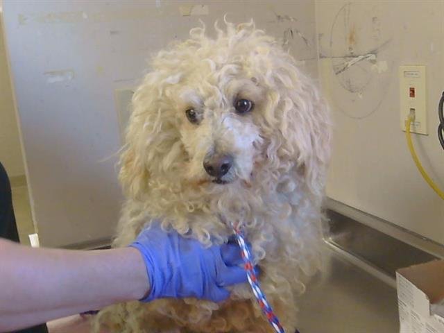 *BURKE - Poodle (Miniature) available for adoption