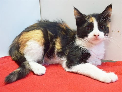 *DEE DEE - Domestic Short Hair available for adoption