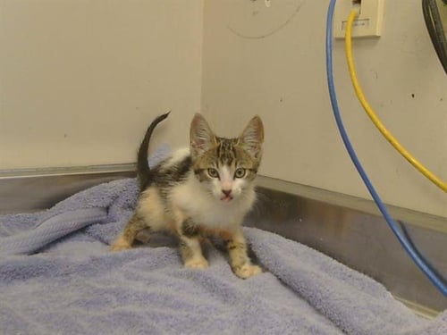 A925295 - Domestic Short Hair available for adoption