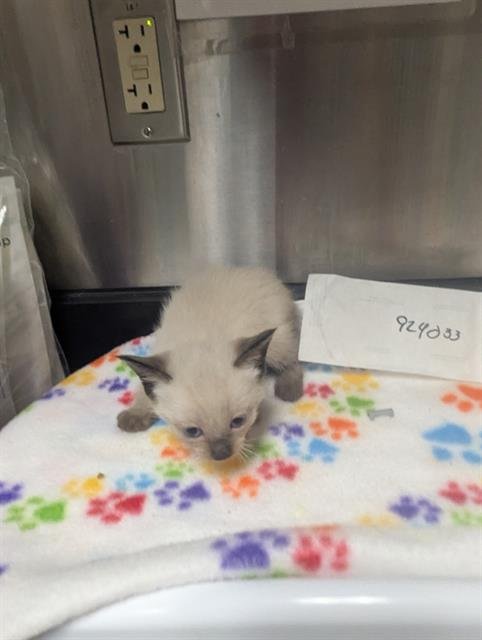 A924033 - Domestic Short Hair available for adoption