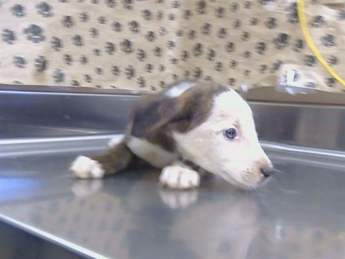 A927663 - Pit Bull Terrier available for adoption