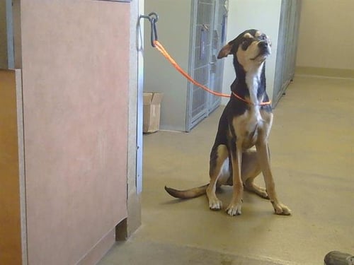 *LUCKY - Doberman Pinscher / Pit Bull Terrier available for adoption