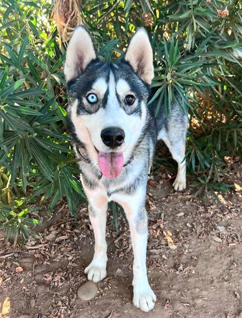 OZZIE - Siberian Husky available for adoption