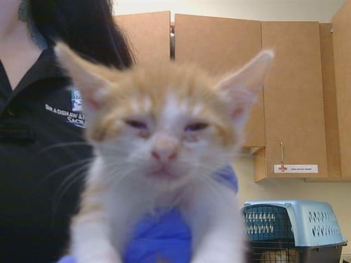 A928782 - Domestic Short Hair available for adoption