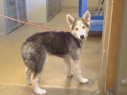 A925939 - Siberian Husky / German Shepherd Dog available for adoption