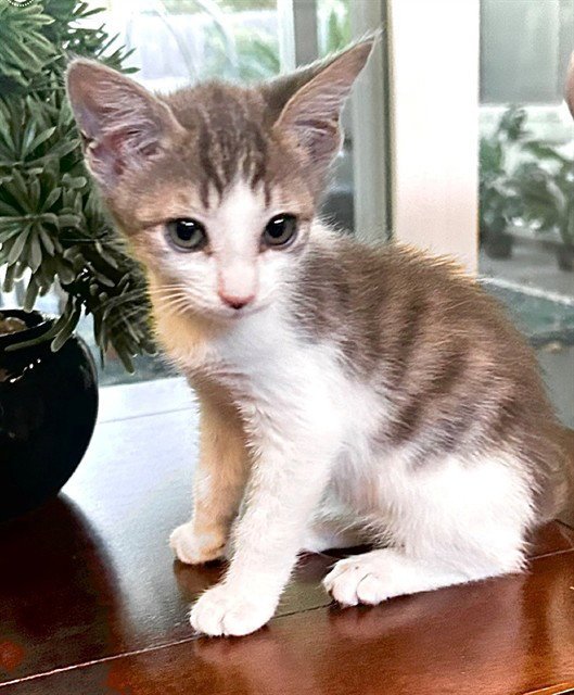 PIP Image
