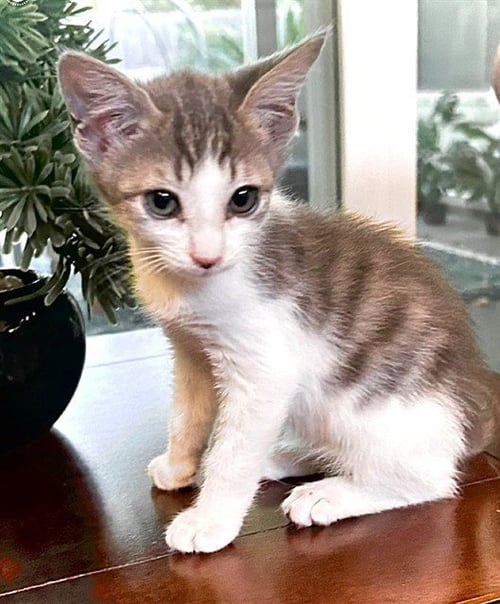 PIP - Domestic Short Hair available for adoption