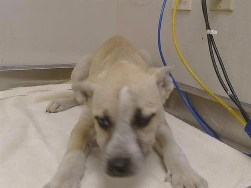 *SHELBY - German Shepherd Dog for adoption in Roseville