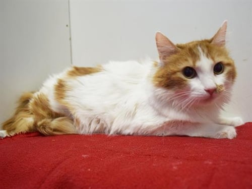 *ALYSSA - Domestic Long Hair for adoption in Elk Grove