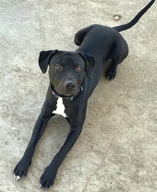 HERCULES - Labrador Retriever / Pit Bull Terrier available for adoption