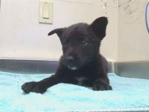 *ARCHIE - German Shepherd Dog / Labrador Retriever available for adoption