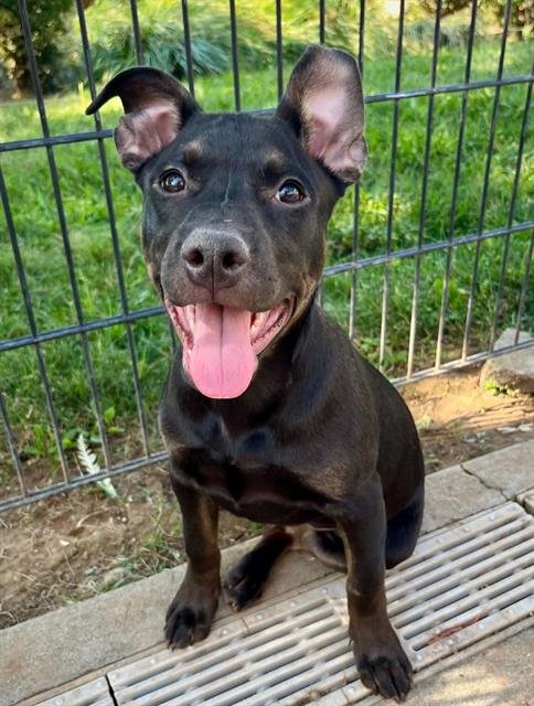 *MAY - Pit Bull Terrier for adoption in Roseville