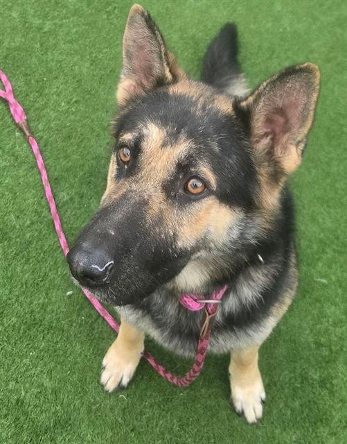 *MAX - German Shepherd Dog for adoption in Roseville