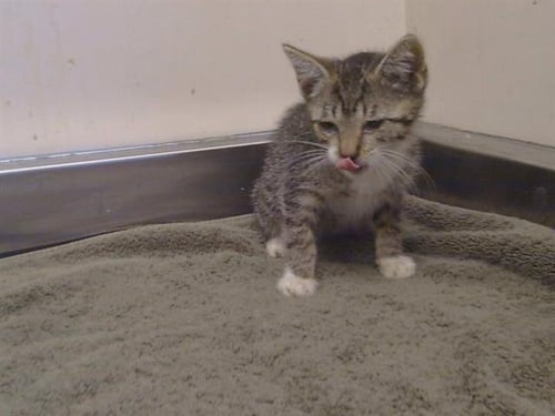 A923551 - Domestic Short Hair available for adoption