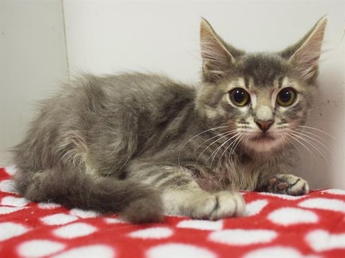 BENTLY - Domestic Short Hair available for adoption