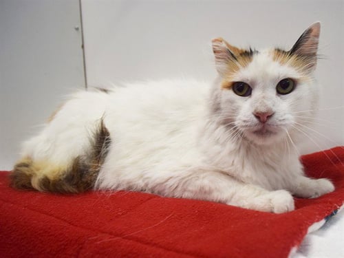 CARMEL - Domestic Medium Hair available for adoption
