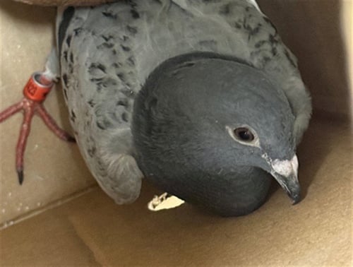 A929636 - Pigeon available for adoption