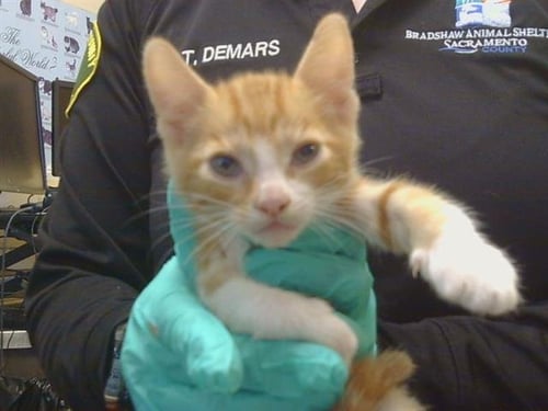 APRICOT - Domestic Short Hair available for adoption