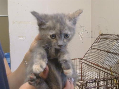 *TERRA - Domestic Short Hair available for adoption