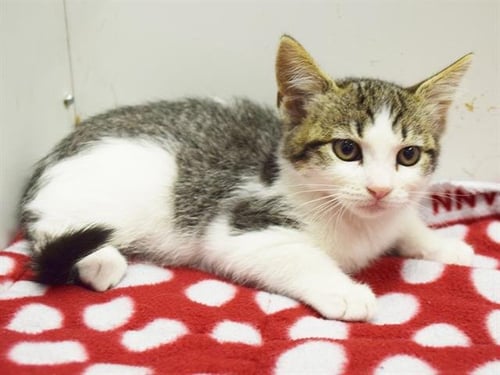 *ALYSSUM - Domestic Short Hair available for adoption
