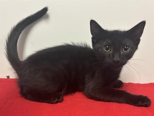 JET - Domestic Short Hair available for adoption