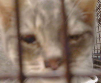 A924320 - Domestic Short Hair available for adoption