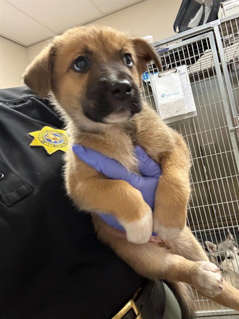 A928827 - German Shepherd Dog / Pit Bull Terrier available for adoption