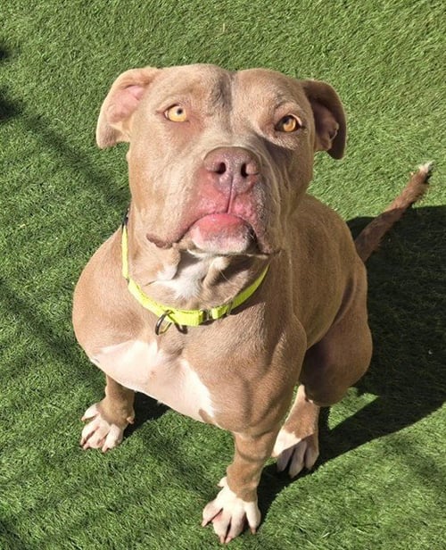 *STEPHANIE ST CLAIR - Pit Bull Terrier available for adoption