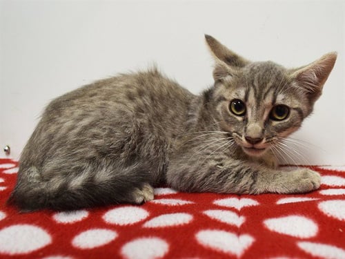 *ALONSO - Domestic Short Hair available for adoption