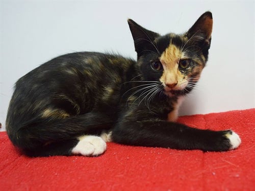 A925433 - Domestic Short Hair available for adoption