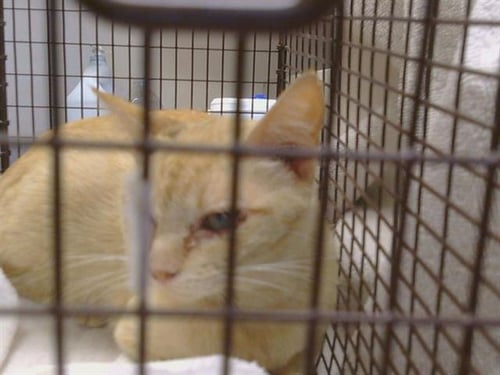 *ROWAN - Domestic Short Hair for adoption in Elk Grove