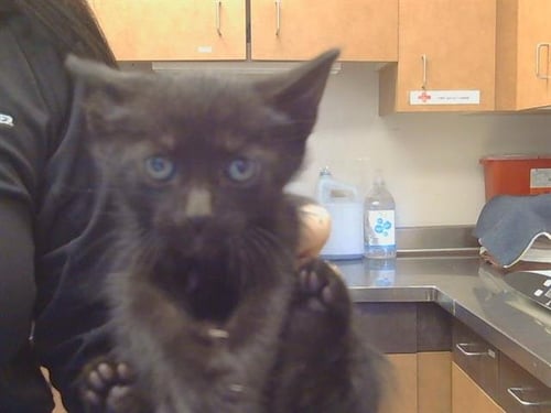 *POSEIDEN - Domestic Short Hair available for adoption