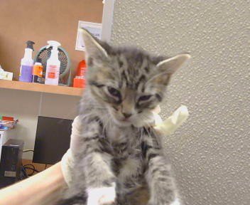 A926134 - Domestic Short Hair available for adoption