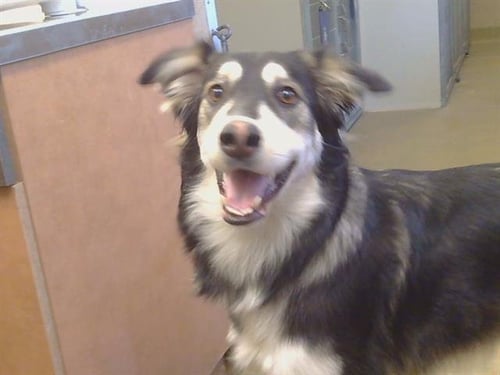 *BAGEL - Saluki / Siberian Husky available for adoption