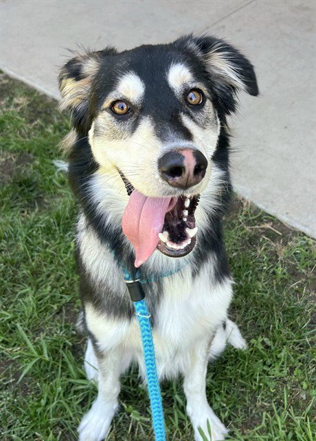 *BAGEL - Saluki / Siberian Husky available for adoption