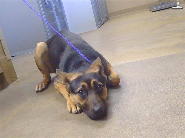 A911239 - German Shepherd Dog available for adoption