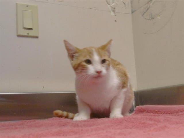 A929878 Image