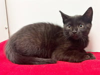 *GRACIE - Photo 1