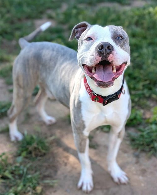 *TOBBY - Pit Bull Terrier available for adoption